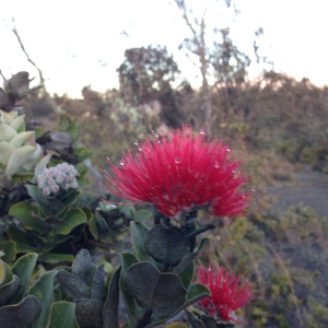 I thought this Ohi'a Lehua was really pretty